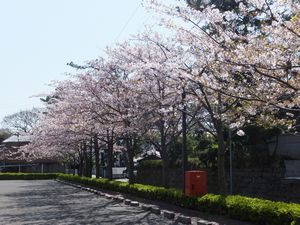 道路桜.jpg
