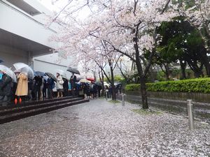 20160407①桜.jpg