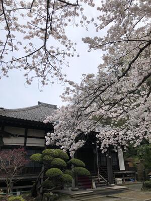 東昌寺 本堂と桜.JPG